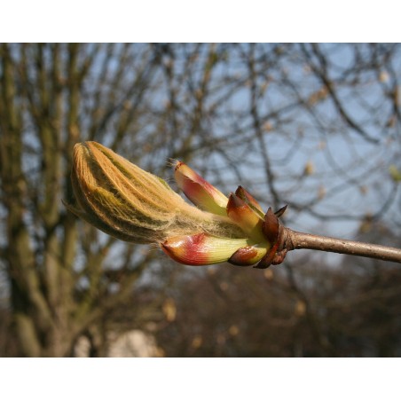 Bourgeons Marronnier macérat mère circulation hémorroïdes poumons