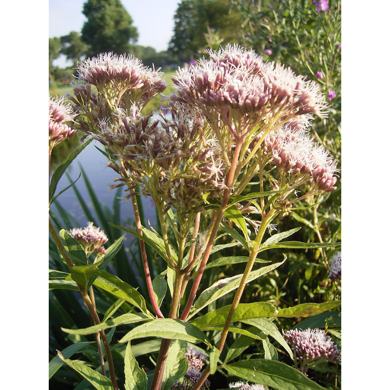 Eupatoire chanvrine, fleur