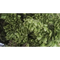 Grande Berce, récolte