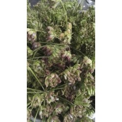 Grande Berce, récolte