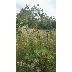 Grande Berce, dans nos jardins