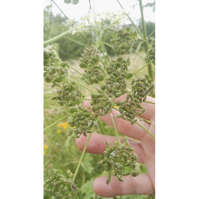 Grande Berce graines