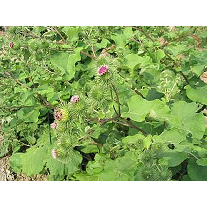 Bardane - feuilles, teinture mre, cheveux, peau, dtoxifiante