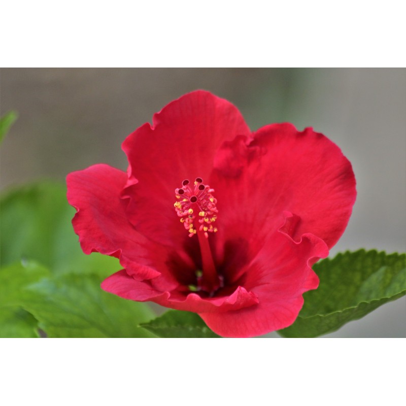 Hibiscus, fleur