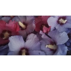 Hibiscus récolte