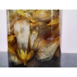 Hibiscus macérat avant filtrage