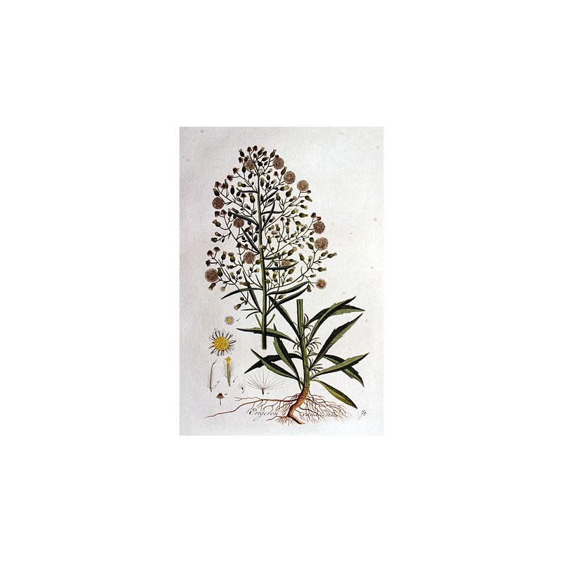 Achillée millefeuille - Sommités fleuries, teinture mère hydroalcoolique