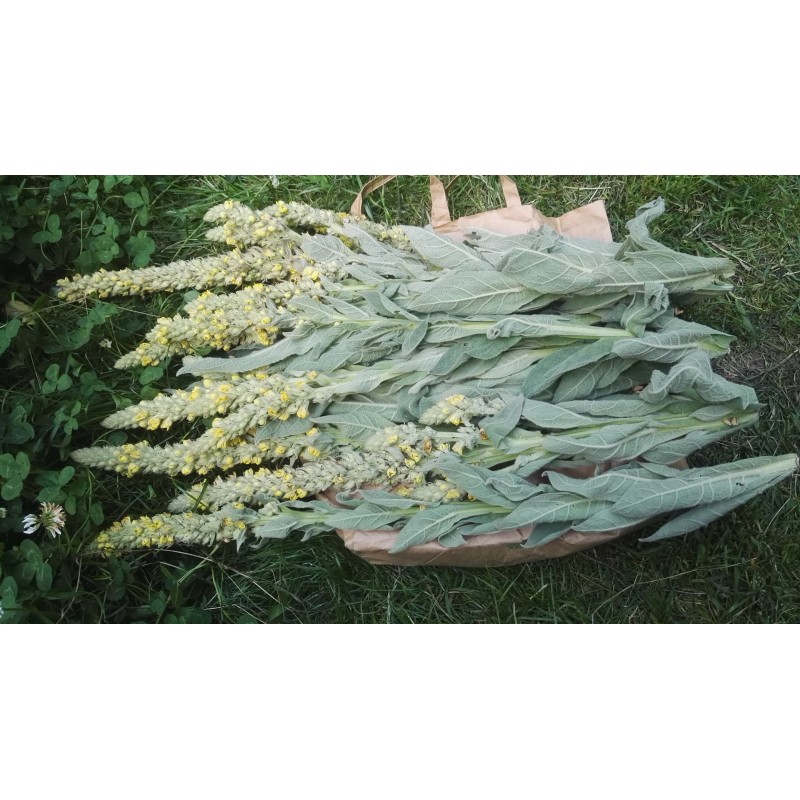 Bouillon blanc, fleurs séchées, adoucissant, calme les rhumes, la toux