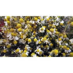 Fleurs de Camomille Matricaire séchées