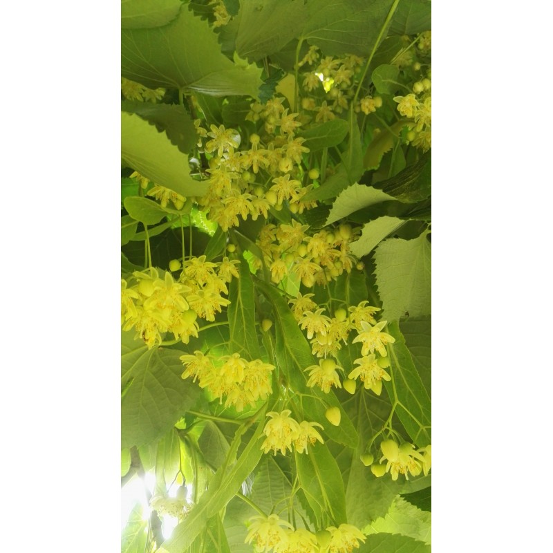 Tilleul  jardin