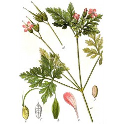Géranium herbe à Robert Planche