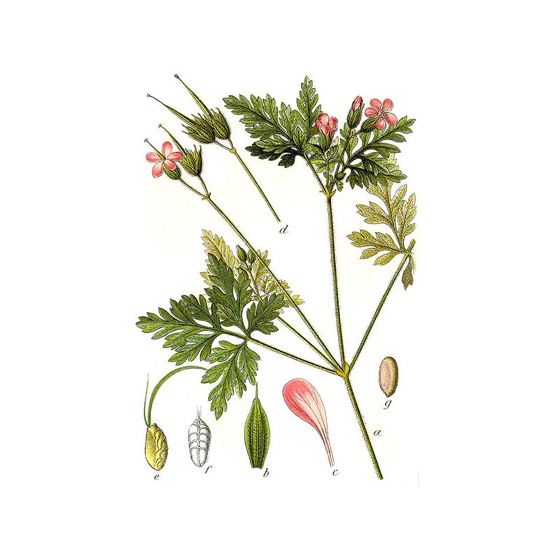 Géranium herbe à Robert Planche