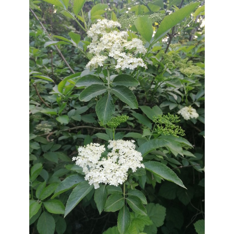 Sureau noir en Fleur