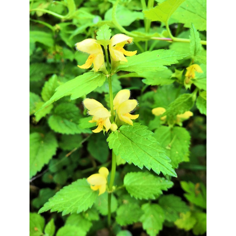 Lamier jaune en forêt