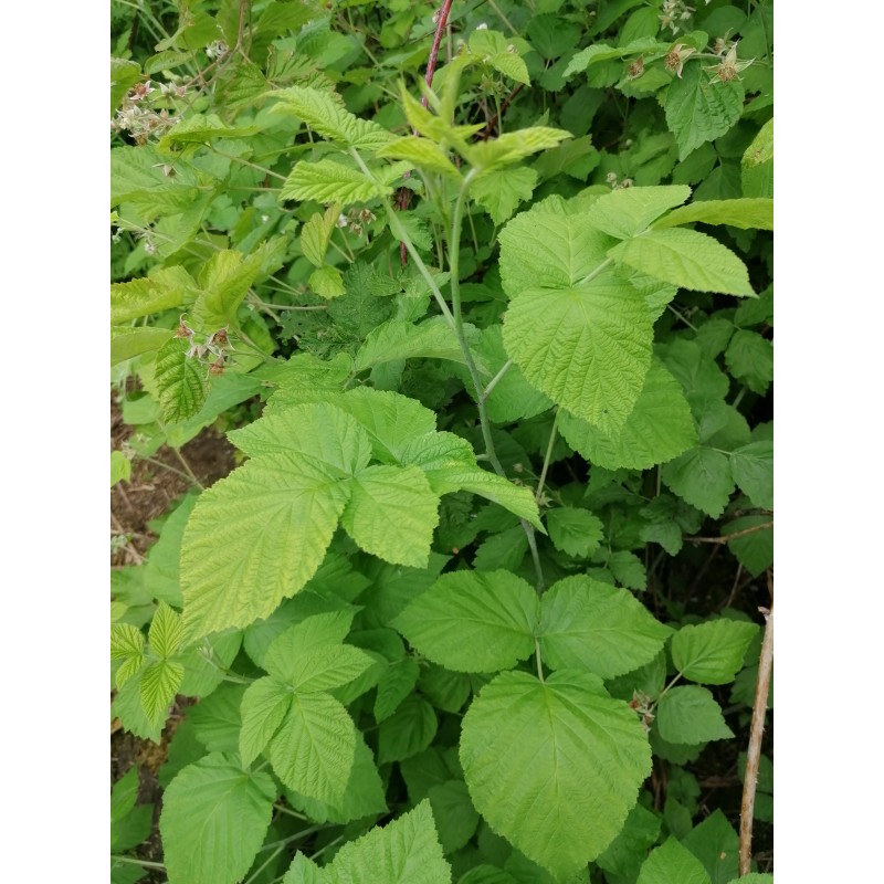 Framboisier, feuilles, teinture mre, fibrome, rgles surabondantes