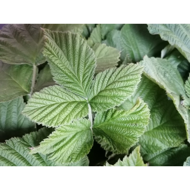 Framboisier, récolte