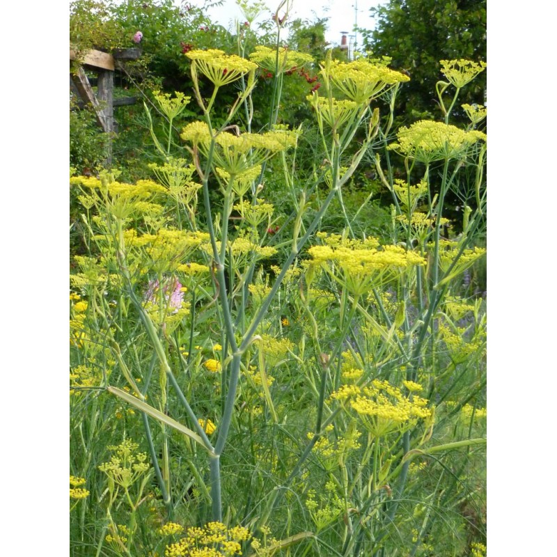Fenouil, jardin