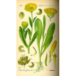 Calendula planche botanique