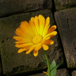 Calendula fleur