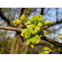 Gingko Biloba bourgeon