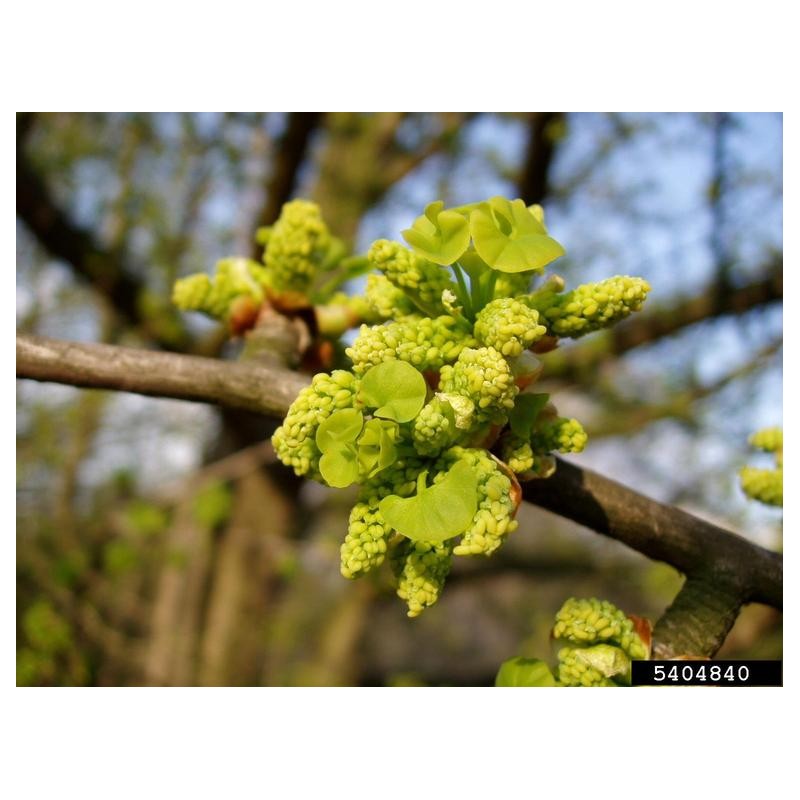 Gingko Biloba bourgeon