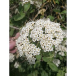 Viorne Lantane, fleurs