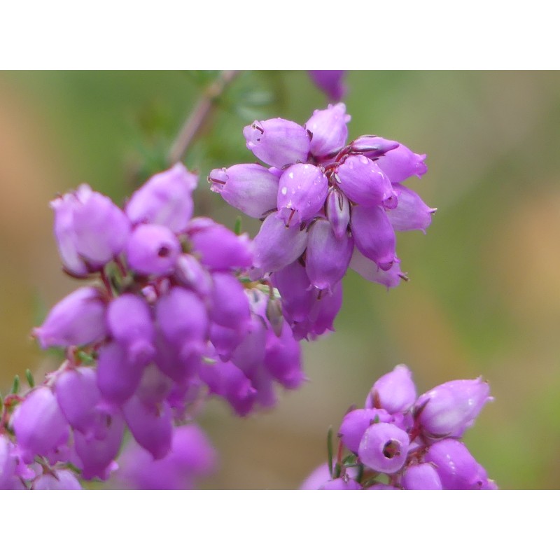 Bruyère fleur