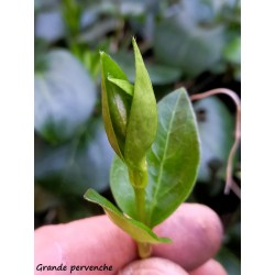 Jeune pousse de petite pervenche