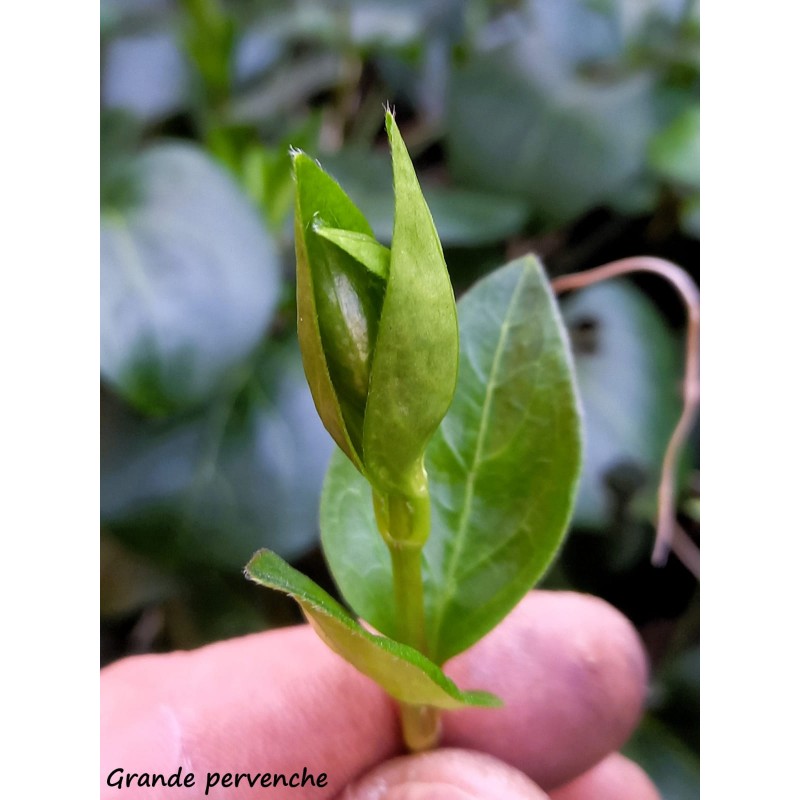 Jeune pousse de petite pervenche