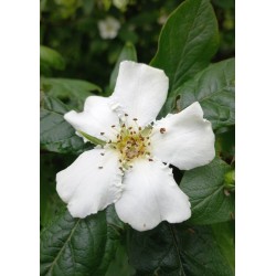 Fleur de néflier d'allemagne