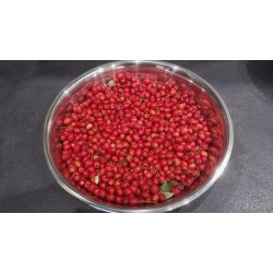 Aubépine Baies Récolte