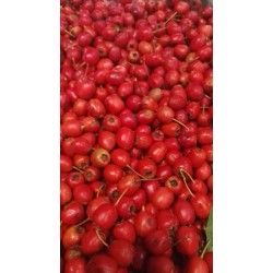 Aubépine Baies Récolte