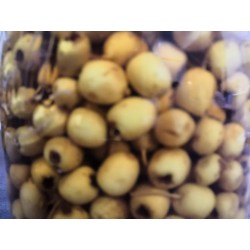 Aubépine Baies Macérat avant filtrage