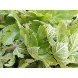 Figuier jeune feuille récolte