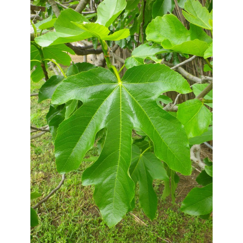 Figuier feuille