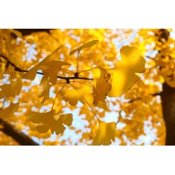 Gingko Biloba en automne