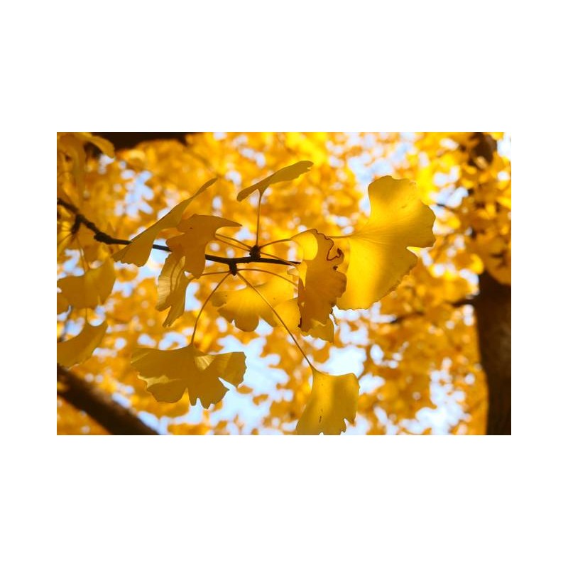 Gingko Biloba en automne