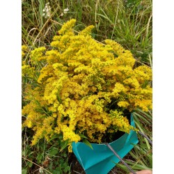 Verge d'or canadensis récolte