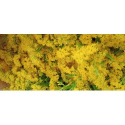 Verge d'or canadensis