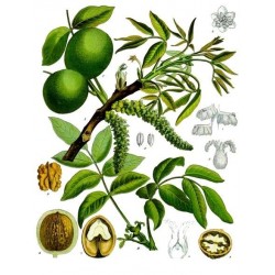 Noyer commun, planche botanique