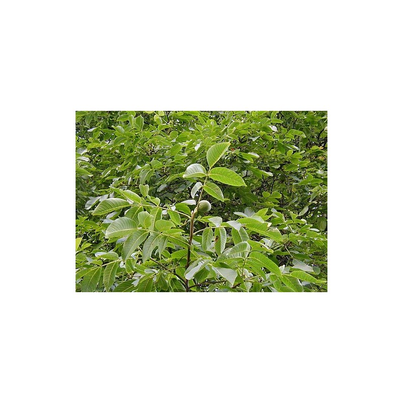 Noyer commun, feuilles