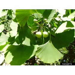 Gingko Biloba feuilles et fruits
