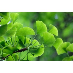 Gingko Biloba feuilles