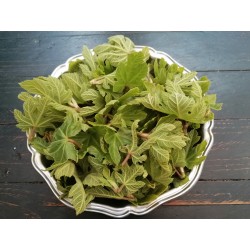 Figuier jeune feuille récolte