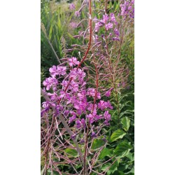 Épilobe en épi (angustifolium), fleur