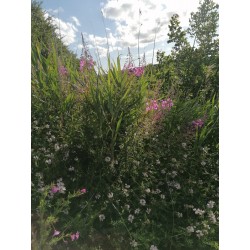 Épilobe en épi (angustifolium)