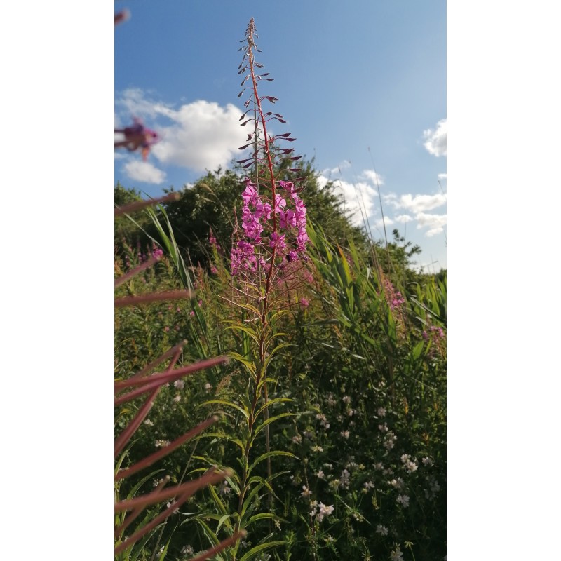 Épilobe en épi (angustifolium)