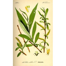 Saule blanc planche botanique