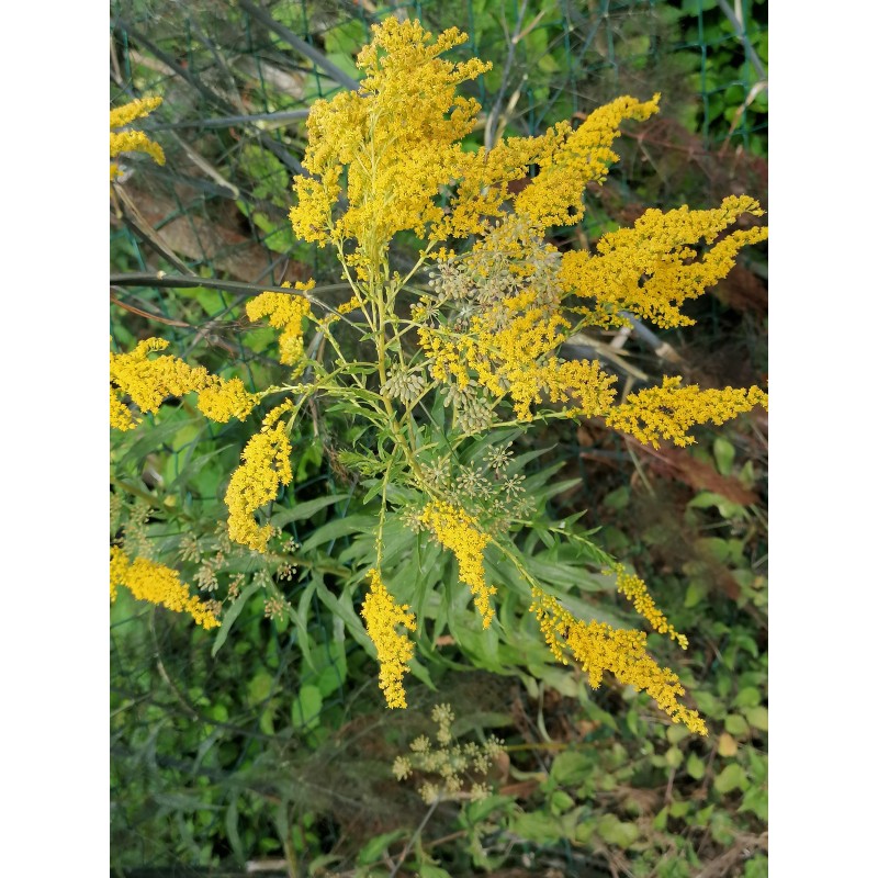 Verge d'or canadensis