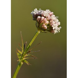 Valériane Fleur